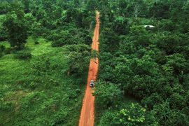 Deforestation: Wounds in the rainforest persist for more than 40 years