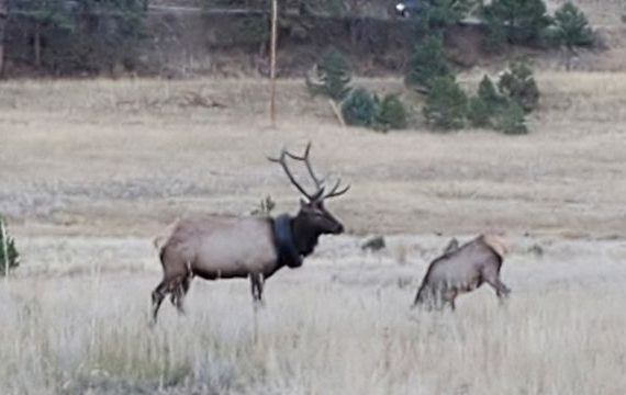 Elk in the United States freed from tires after two years