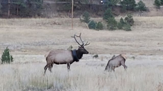 Elk in the United States freed from tires after two years