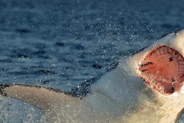 Evil Eyes: Sharks mistakenly mistake surfers for seals