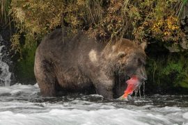 Weird Contest Won: "Patriarch Dickwanst" Is Alaska's Fattest Bear
