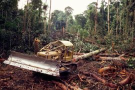 Climate convention COP26: Deforestation must end
