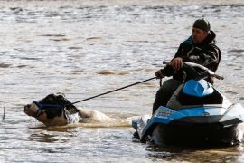 Cows saved from floods in Canada with jet skis