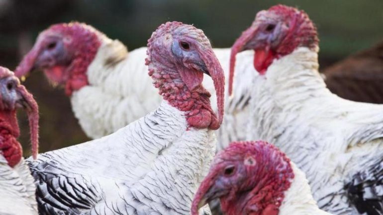 Avian flu in the UK stronger than ever