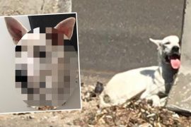 The little dog is lying on the highway, completely scared: this is how it is now