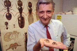 Renowned American biologist Edward Osborne Wilson has died