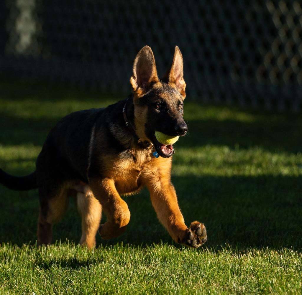 The Little German Shepherd Is Reportedly a Gift