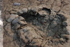 Science - Amateur researcher discovers 200 million year old dinosaur track