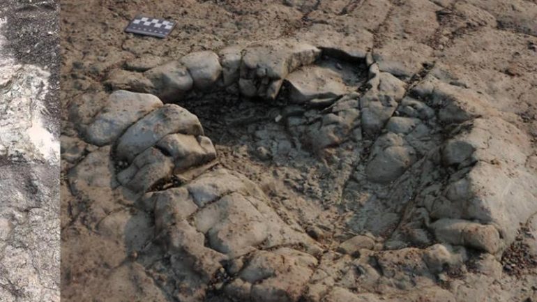 Science - Amateur researcher discovers 200 million year old dinosaur track