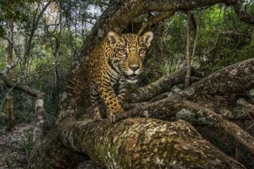 Dam construction: why tigers and jaguars in particular suffer from environmental impacts