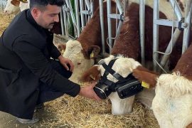 Turkish farmer tests virtual reality glasses on his cows
