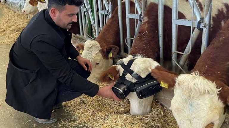 Turkish farmer tests virtual reality glasses on his cows