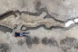 Ichthyosaurs Found in an English Reservoir - This Dinosaur Could Swim