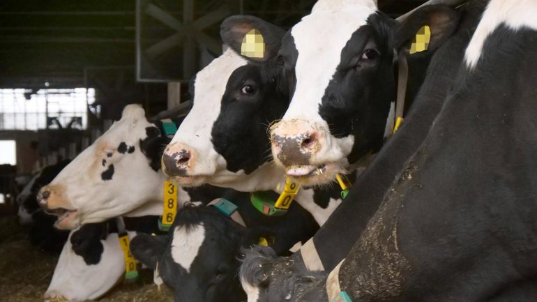 When it comes to milk, discounters focus on better animal welfare