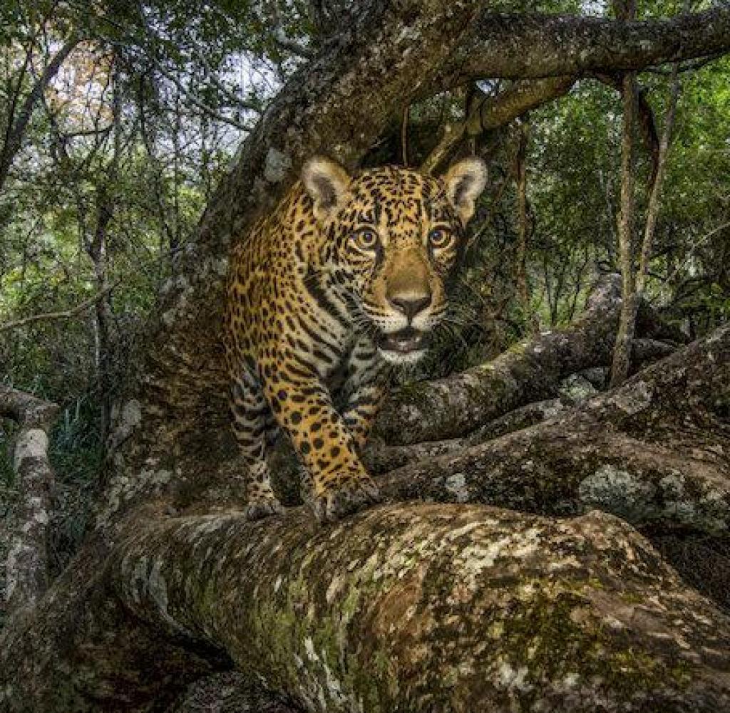 Handout - A jaguar in the Pantanal, Brazil, which is the world's largest tropical wetland habitat.  Credits: Steve Winter / National Geographic.  Note: Free for editorial use only in connection with reporting on the study, if credits are noted.  Photo: Steve Winters / National Geographic