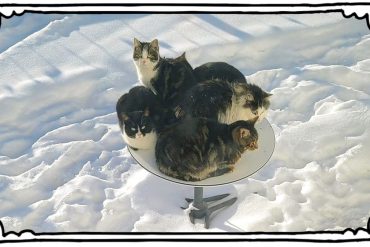 Five cats are warming themselves in an Elon Musk satellite dish - Panorama