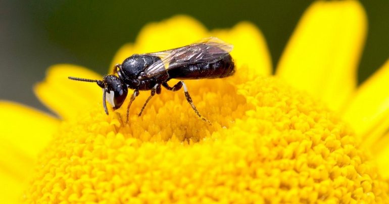 Mask bee is «wild bee of the year» |  science news