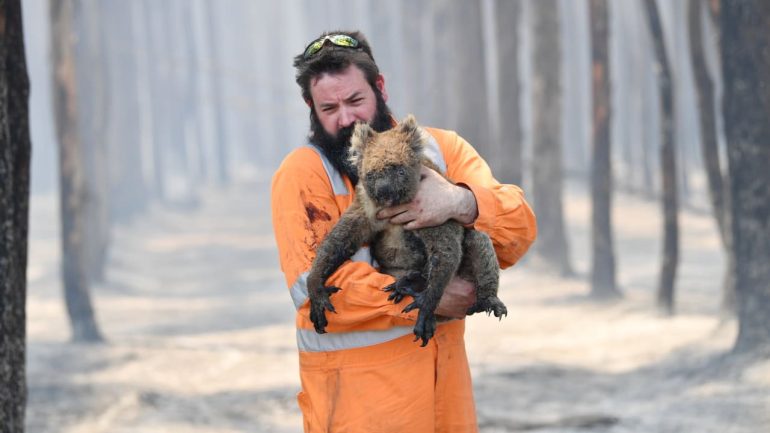 Koalas threatened with extinction: Australia sounded the alarm!  - News abroad