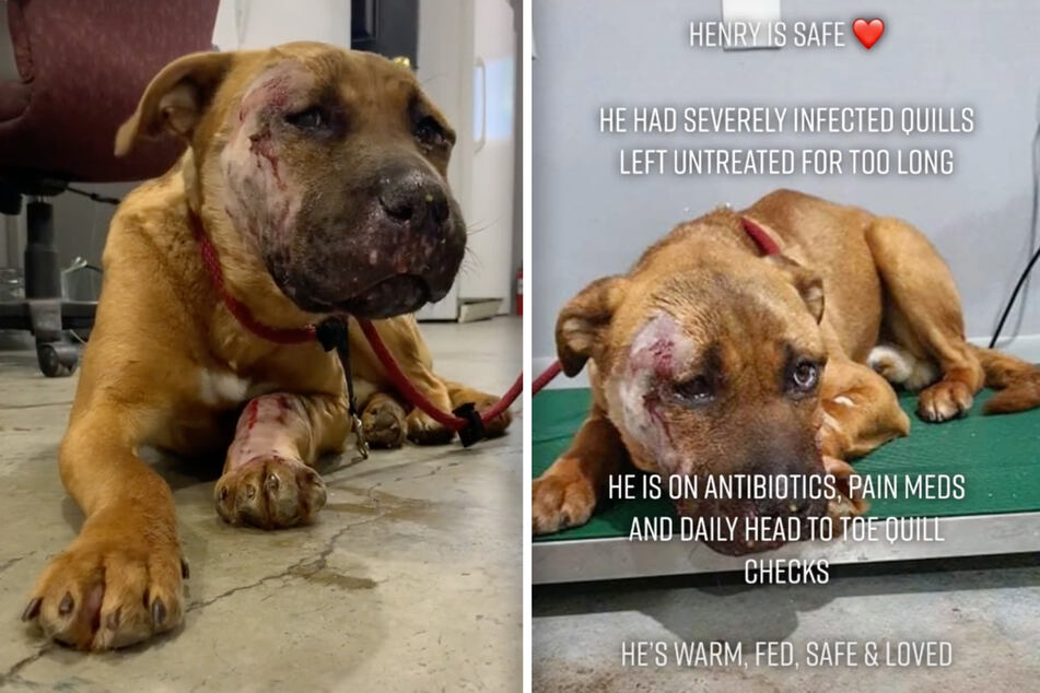 Animal rescuers gave Henry medicine and lots of love to get him back on his feet.