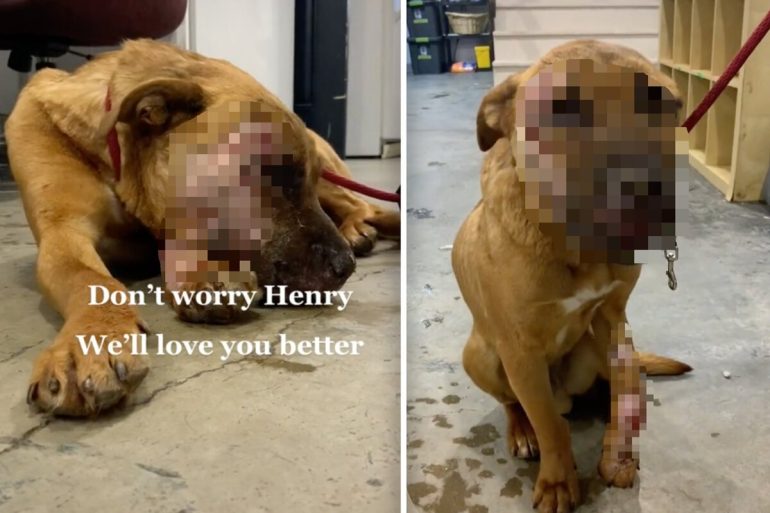 what happened to her?  Animal rights activists rescue seriously injured dog