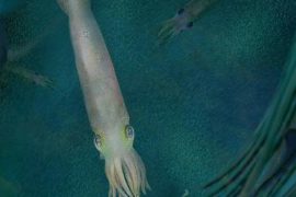 Vampire squid fossil named after US President Biden