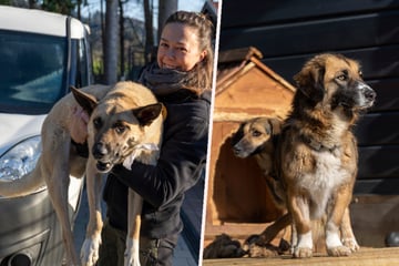Many dogs in Ukraine were taken out of animal shelters and brought to Germany