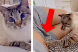 Cat always clings to its owner's belly: Weeks later, a photo taken that melts hearts
