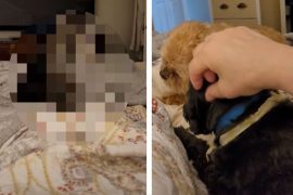 Shocked woman who lies in bed next to her dogs in the morning!
