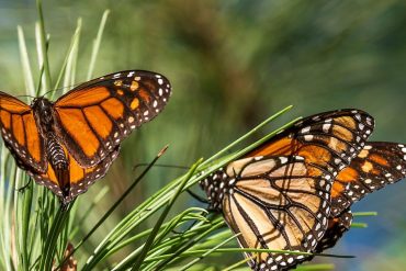 Canada.  More monarch butterflies are going to Mexico's forests.