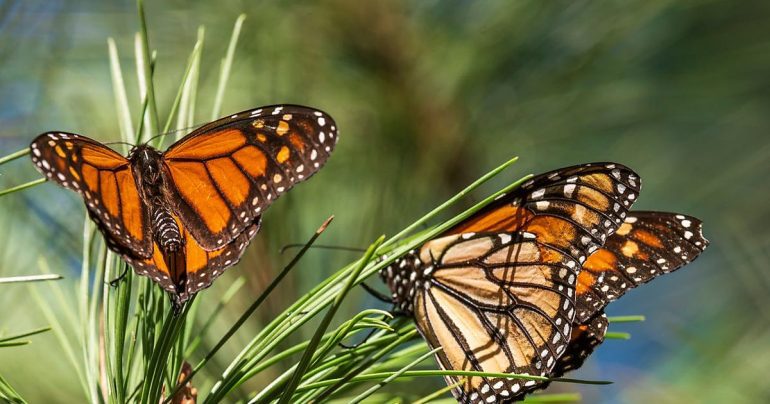 Canada.  More monarch butterflies are going to Mexico's forests.