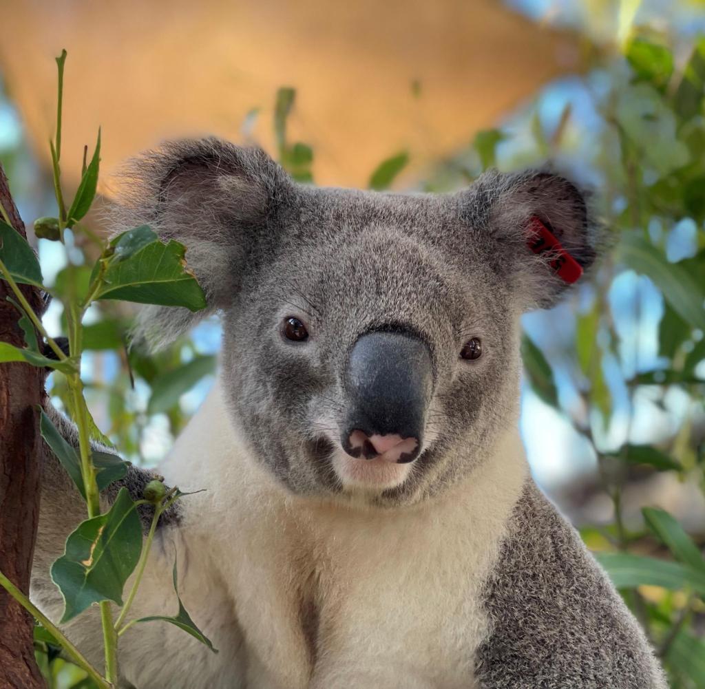 two year old koala man Jagger