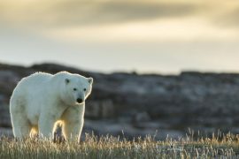 Climate change: "No one has experienced anything like this here" - Polar bear spotted in southern Canada
