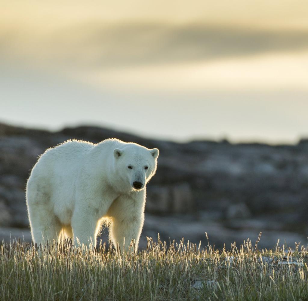Polar bears' natural habitat - pack ice - is melting further and further