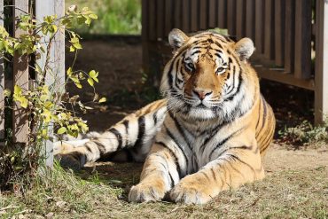 Demand from some EU countries: Tigers no longer as pets