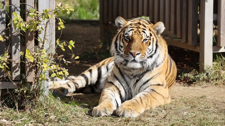 Demand from some EU countries: Tigers no longer as pets