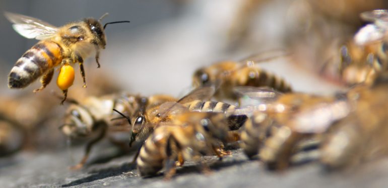 New flight route kills millions of bees traveling along Delta