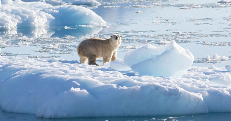 Researchers find unknown polar bear population  web.de