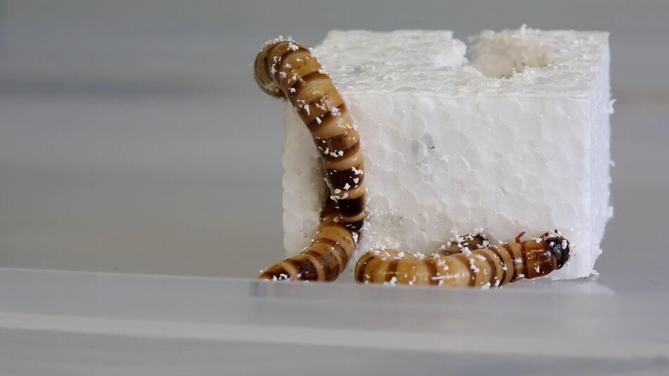 Recycling Revolution?  superworms eat styrofoam