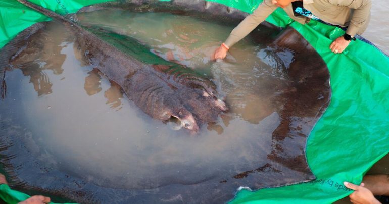 World's largest freshwater fish caught in Mekong: 300 kg ray