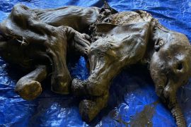 Canada: Gold diggers discover frozen baby mammoth