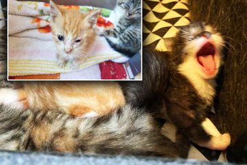 Animal Charity Fights for Kittens' Lives: "Eggs flying in the nose, picture of sadness"