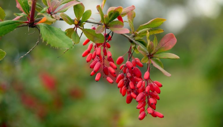 Barberry's substance shows promise in lung cancer