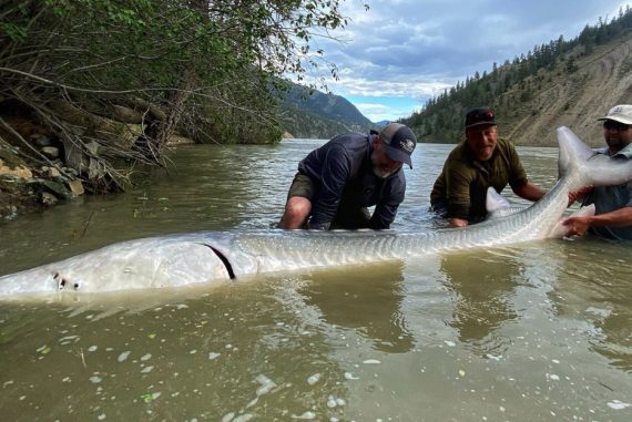 Canada: Anglers set 300 kg .  Overweight sturgeon caught