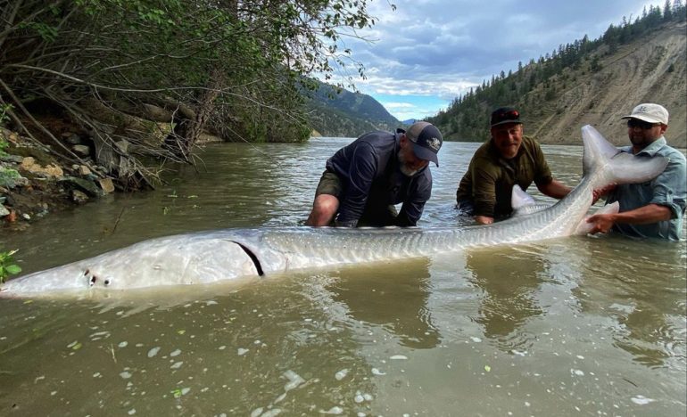Canada: Anglers set 300 kg .  Overweight sturgeon caught