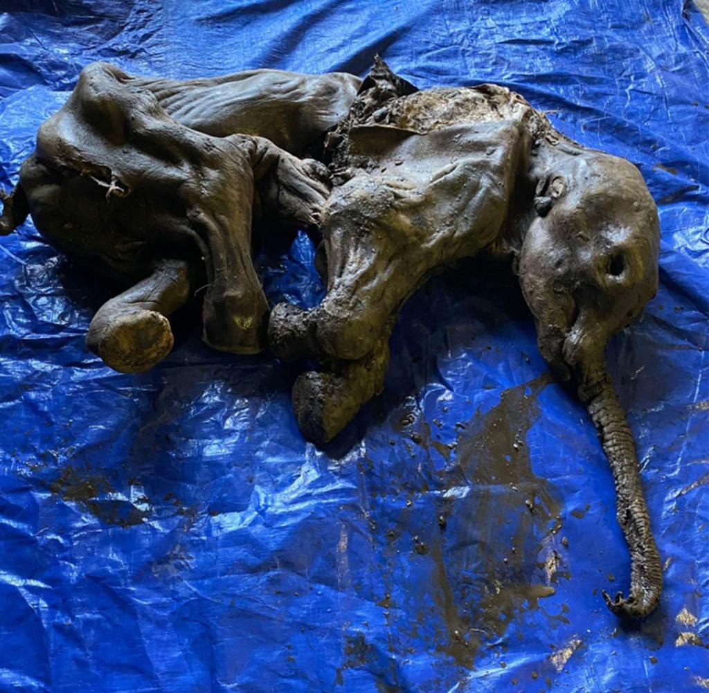This handout image released by the Yukon government on June 25, 2022 shows a full-bodied baby woolly mammoth named Nun Cho Ga, found in Yukon's Eureka Creek, south of Dawson City, Canada.  Miners have made a rare discovery in the Klondike gold fields of Canada's far north, excavating the mummified remains of a complete baby woolly mammoth.  (Photo by Yukon Government / AFP) / Restricted for editorial use - mandatory credit "AFP photo / Government of Yukon " - No marketing - No advertising campaigns - Delivered as a service to customers