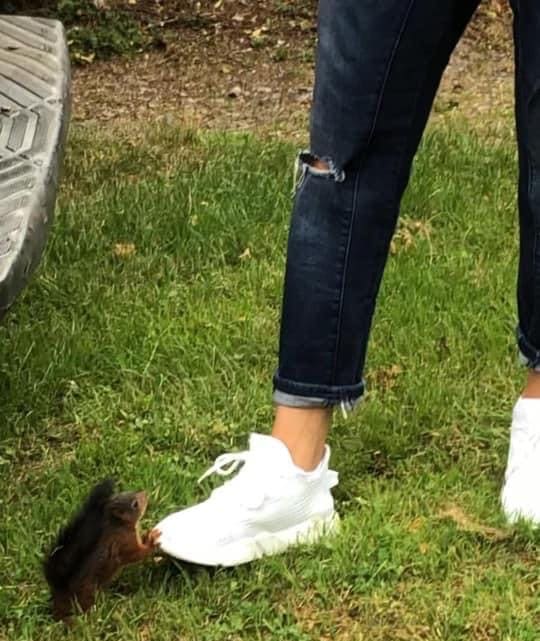 The young animal apparently liked Olaf Henning's white shoe.  Shortly after this, the employees of the emergency call center of Squirrel took it into their hands.