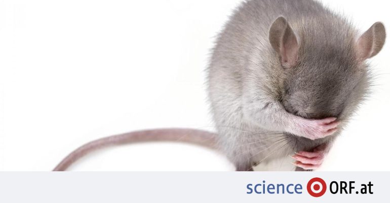 Mouse study: How sound relieves pain