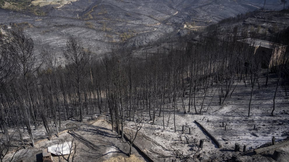 Sad scene: In Spain, about 25 thousand hectares of land are victims of flames