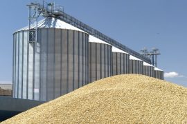 Grain prices: sharp fall in prices after USDA report and Ukraine meeting