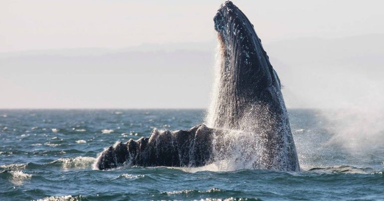 whale watching on the west coast